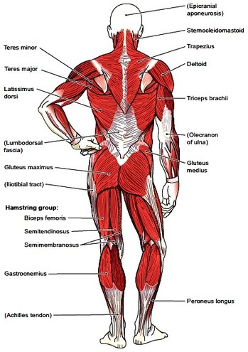 Muscular System - Bailey's Profile
